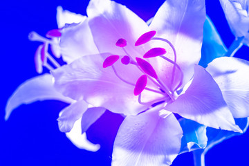 White Lily on a bright blue background. Garden flowers. Beautiful flowering plants. Bulbous plant. Delicate petals of a Lily flower. Ornamental plant.