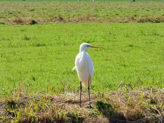 周囲を見渡す白い水鳥