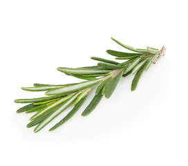 Fresh rosemary branch  isolated on white background.