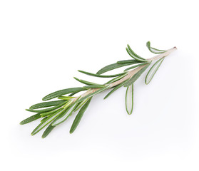 Fresh rosemary branch  isolated on white background.