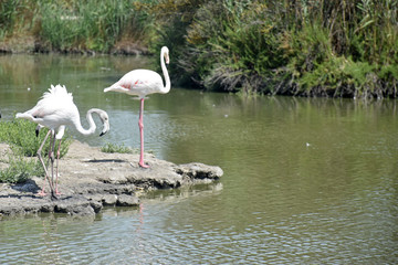 group flamingo animal in a natural water landscape