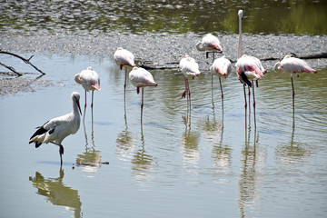 group flamingo animal in a natural water landscape