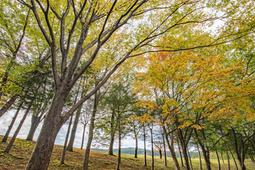 Fototapeta premium 銀杏並木