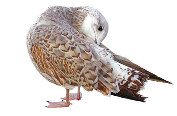 White and grey seagull isolated on white