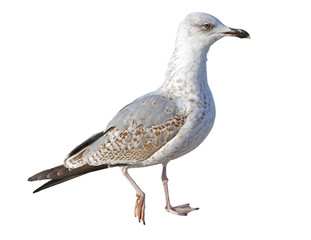 White and grey seagull isolated on white