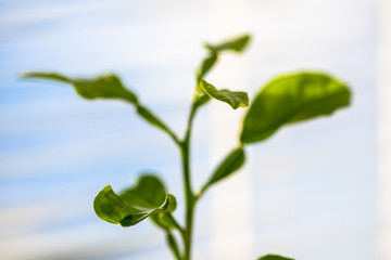 green plant on white background