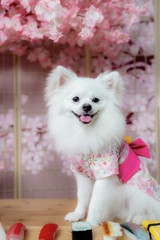 Fototapeta na wymiar A white Pomeranian shows various expressions and shapes in the room
