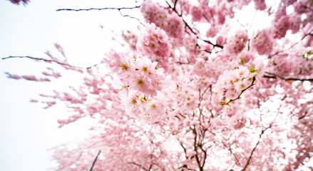 sakura tree in spring park with flowers
