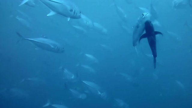 A flock of tuna fish underwater in light blue colors during diving tour