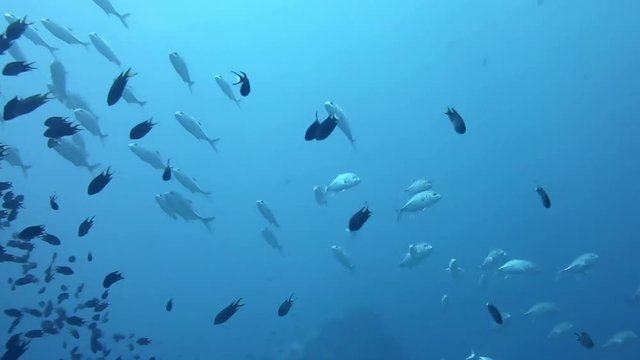 A tropical fish underwater background. A flock of white tropical fish with yellow fins flopping around while scuba diving