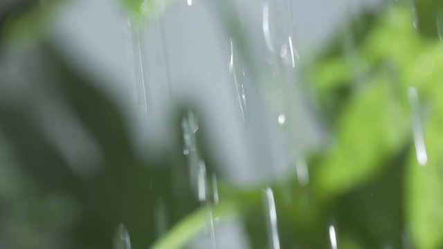 Close-up of leaves of Japonica plant with raindrops and rain