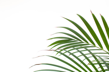 exotic foliage background green on white. Palm leaf on white background