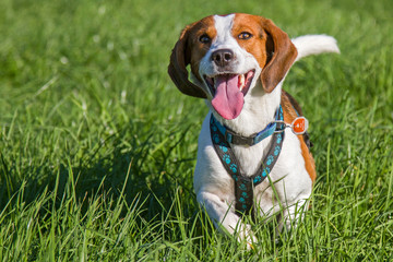 Laufender Beagle