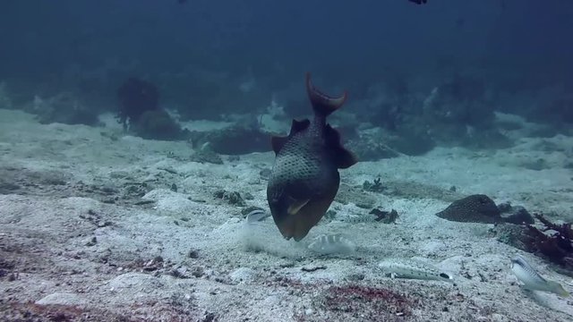 A big Yellowmargin triggerfish (Pseudobalistes flavimarginatus) search the sandy bottom of the reef for food. Tropical fish background.