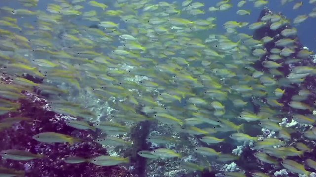 A tropical fish underwater background. A flock of white tropical fish with yellow fins flopping around while scuba diving