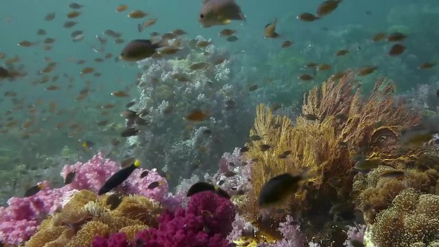 A tropical coral reef underwater background. A flock of small tropical fish with yellow fins flopping around while scuba diving