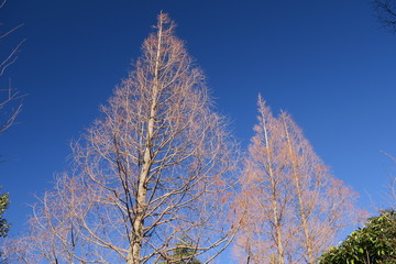 公園の早春のメタセコイアと青空