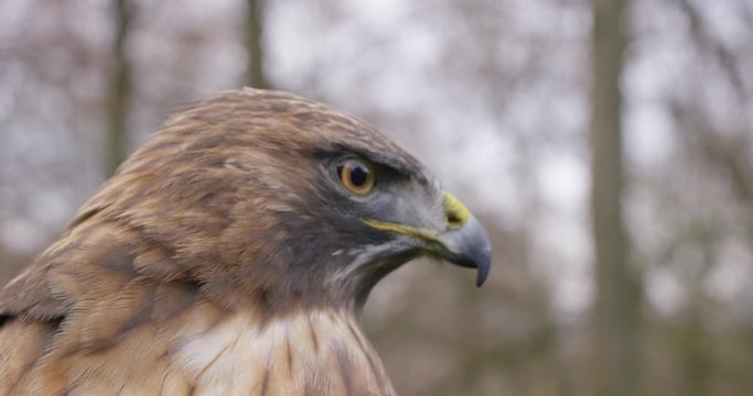 Close up slow motion shot of a falcon with beautiful eyes a beak and brown feathers in nature looking arround, 4K
