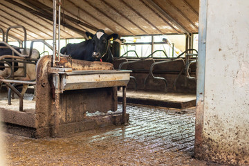 Cow in old dirty stable.