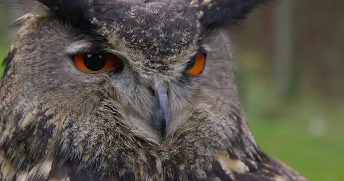 Close up slow motion shot of a owl in nature with brown feathers and orange eyes, sitting and looking 4K