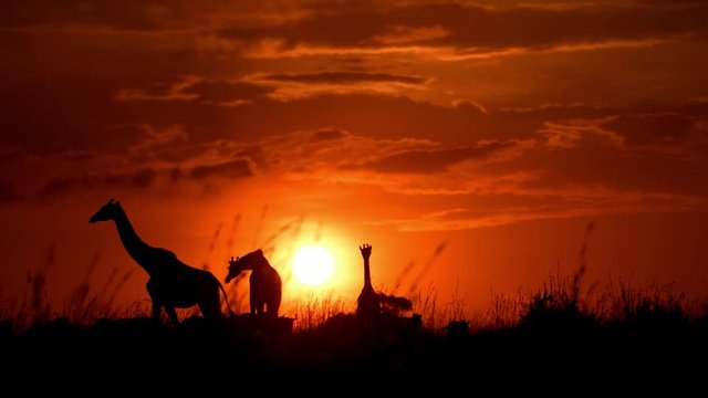 Stunning Silhouette Of A Buffalo And Giraffe Walking along the Grassfield During Sunset In African Safari - Wide Shot