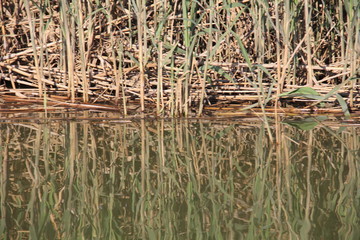 Albufera, Valencia