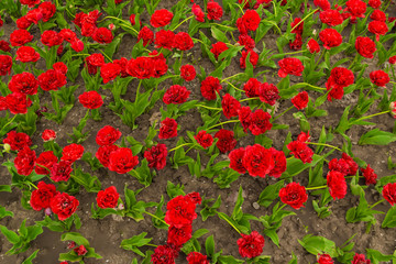 Many red tulips with green leaves. Beautiful flowers background, texture, top view