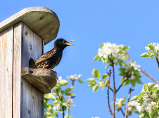 Starling meets spring in the birdhouse against the background of blue sky and apple tree flowers