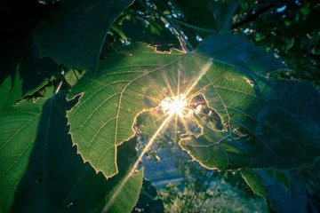 Sun rays passing through the foliage