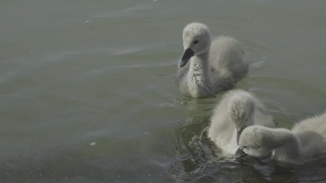 Little Ducks Eating Some Foods Near The Beach Of The Lake Balaton.