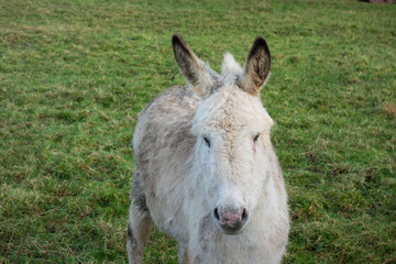 Young donkey foal on a farm in County Roscommon in the west of Ireland.