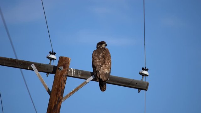 Juvenile Bald Eagle perching on a utility post and observing its surrounding