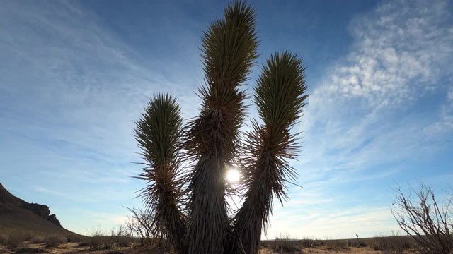 Sunrise time lapse in Mojave Desert with Mojave Yucca in foreground