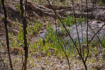Fototapeta premium Young green grass in a puddle