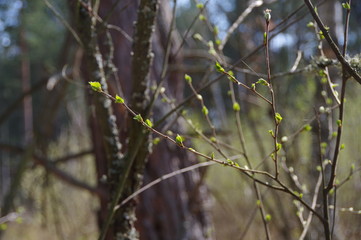 Spring in the forest, nature comes to life