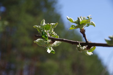 Spring in the forest, nature comes to life