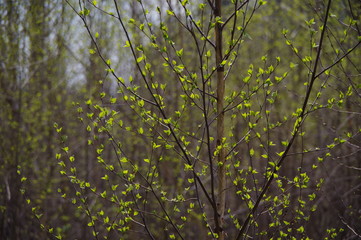 Fototapeta premium Spring in the forest, nature comes to life