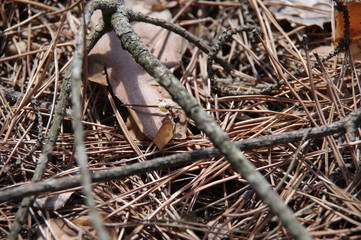 Natural background of opal foliage and pine needles
