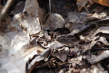 Natural background of opal foliage and pine needles
