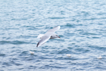 Fototapeta na wymiar seagulls birds close to a lake