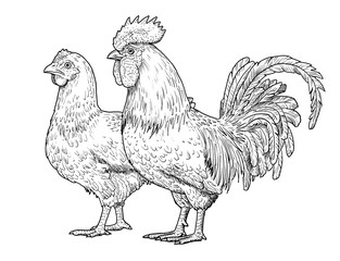 Drawing of rooster and hen. Sketch of adult male chicken, black and white illustration