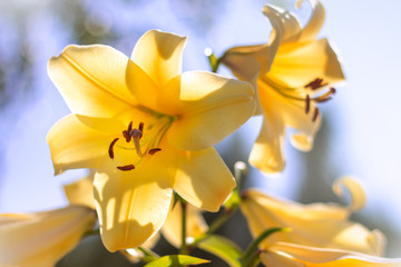 Yellow large Lily flower on a Sunny day