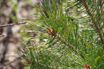 Young pine in the Ukrainian forest