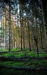 trees in the forest