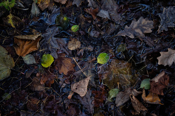 Autumn leaves are yellow on the ground