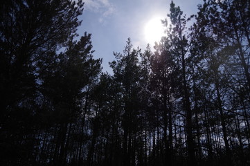 Beautiful view of the sky from the forest