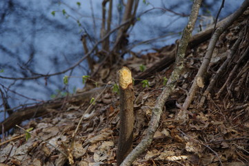 Traces of the life of a beaver in the forest