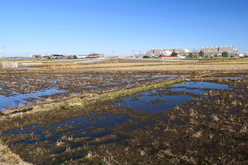 水たまりのある冬の朝の田圃風景