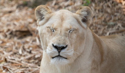 female african lion