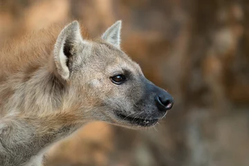 Foto op Plexiglas gevlekte hyena kop close-up © anankkml